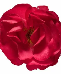 Brighter Blooms Roses Oso Easy'® Double Red Rose 8 Brighter Blooms Roses Oso Easy'® Double Red Rose