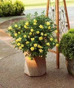 Brighter Blooms Oso Easy'® Lemon Zest Rose