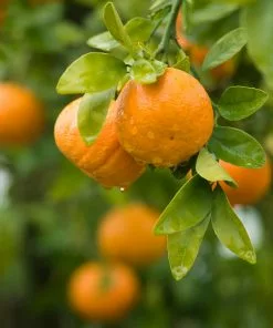 Brighter Blooms Owari Satsuma Tree Citrus Trees 7 Brighter Blooms Owari Satsuma Tree Citrus Trees