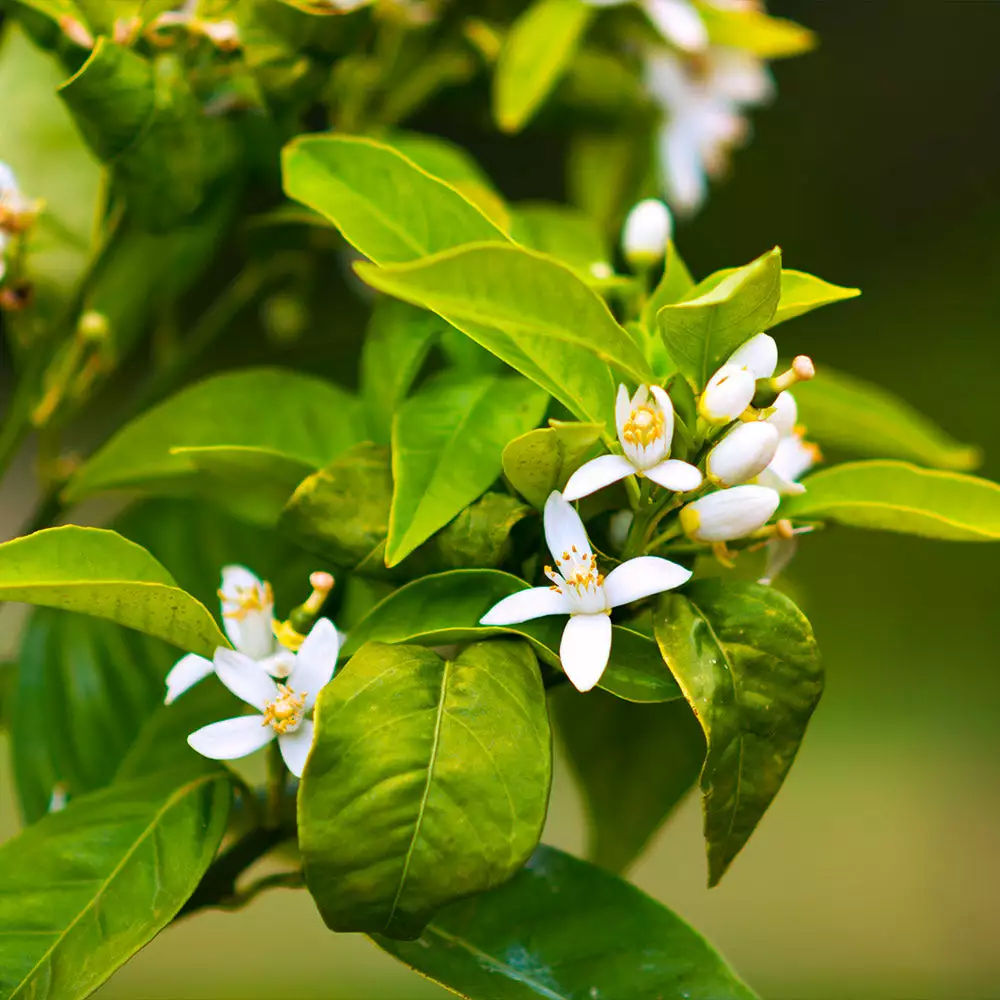 Brighter Blooms Owari Satsuma Tree Citrus Trees 4 Brighter Blooms Owari Satsuma Tree Citrus Trees