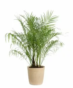 Brighter Blooms Pygmy Date Palm Tree 16 Brighter Blooms Pygmy Date Palm Tree