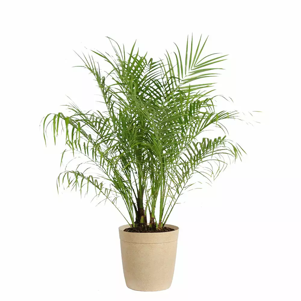 Brighter Blooms Pygmy Date Palm Tree 6 Brighter Blooms Pygmy Date Palm Tree