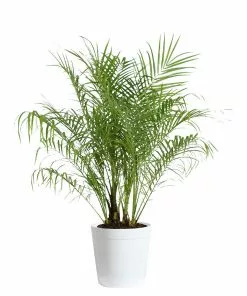 Brighter Blooms Pygmy Date Palm Tree 17 Brighter Blooms Pygmy Date Palm Tree