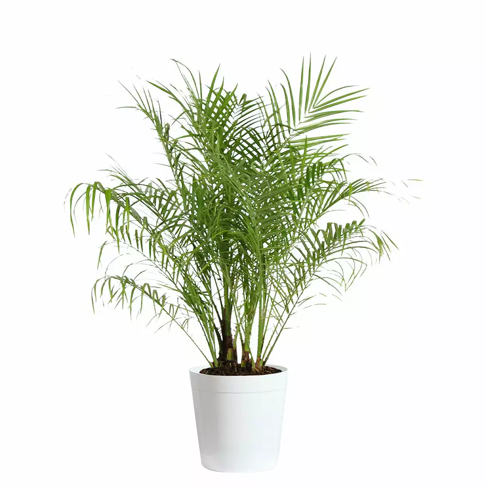 Brighter Blooms Pygmy Date Palm Tree 7 Brighter Blooms Pygmy Date Palm Tree