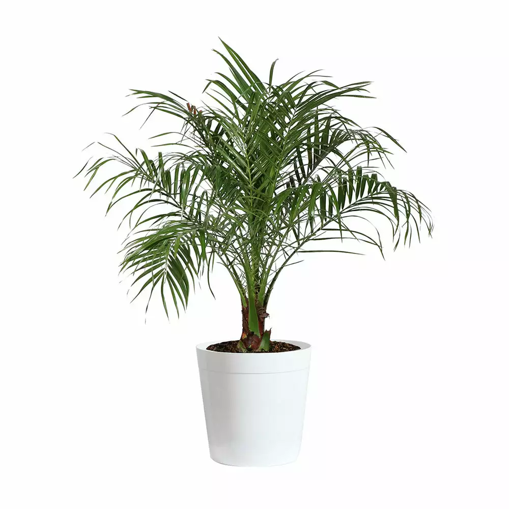 Brighter Blooms Pygmy Date Palm Tree 10 Brighter Blooms Pygmy Date Palm Tree