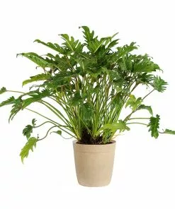 Brighter Blooms Xanadu Philodendron (Winterbourn) Plant 15 Brighter Blooms Xanadu Philodendron (Winterbourn) Plant