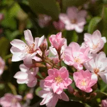 Brighter Blooms Pinkie Indian Hawthorn Shrub