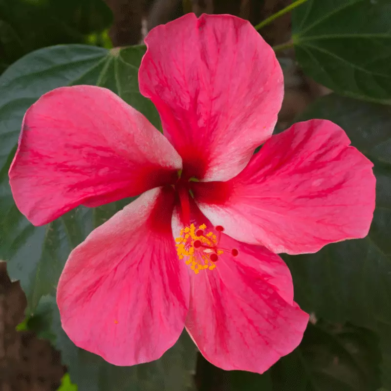 Brighter Blooms Pink Tropical Hibiscus Shrub 2 Brighter Blooms Pink Tropical Hibiscus Shrub