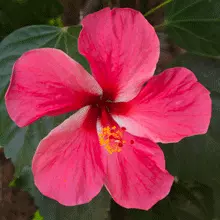 Brighter Blooms Pink Tropical Hibiscus Shrub
