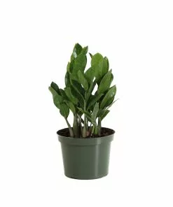 Brighter Blooms ZZ Plant 11 Brighter Blooms ZZ Plant