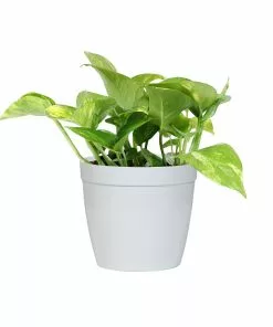 Brighter Blooms House & Patio Golden Pothos Plant 13 Brighter Blooms House & Patio Golden Pothos Plant