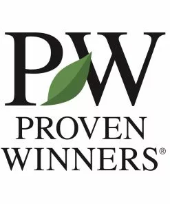 Brighter Blooms Fine Line® Buckthorn Shrub Shrubs & Hedges