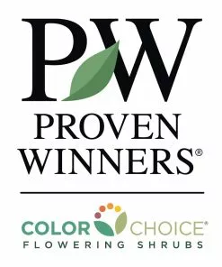 Brighter Blooms Spilled Wine® Weigela Shrub 9 Brighter Blooms Spilled Wine® Weigela Shrub