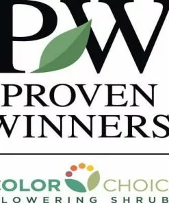 Brighter Blooms Invincibelle Spirit Hydrangea Shrub Shrubs & Hedges 7 Brighter Blooms Invincibelle Spirit Hydrangea Shrub Shrubs & Hedges