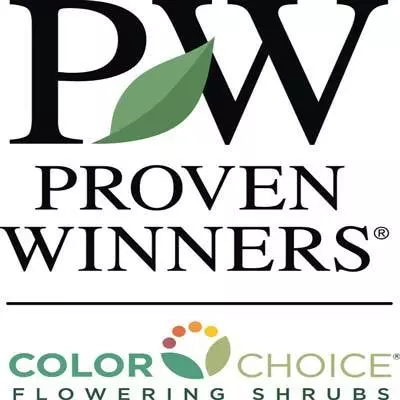 Brighter Blooms Invincibelle Spirit Hydrangea Shrub Shrubs & Hedges 3 Brighter Blooms Invincibelle Spirit Hydrangea Shrub Shrubs & Hedges