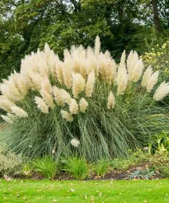 Brighter Blooms Pampas Grass