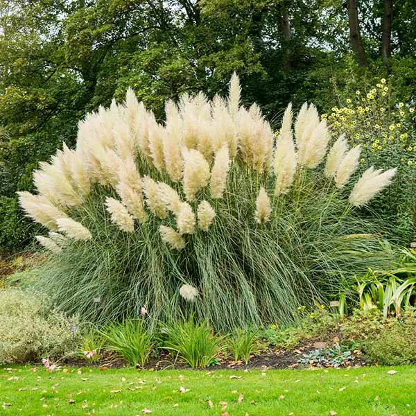 Brighter Blooms Pampas Grass 1 Brighter Blooms Pampas Grass
