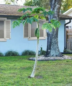 Brighter Blooms Papaya Tree Fruit Trees 12 Brighter Blooms Papaya Tree Fruit Trees