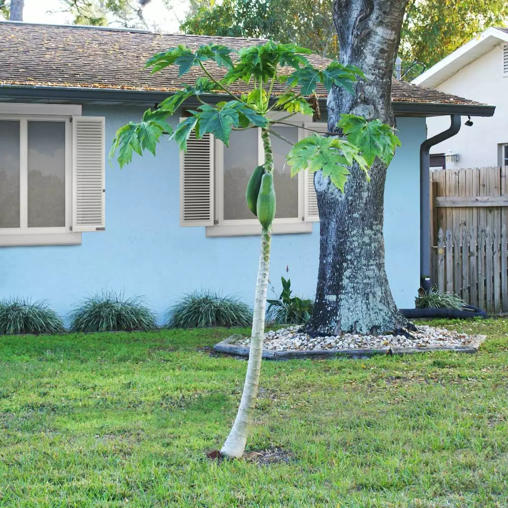 Brighter Blooms Papaya Tree Fruit Trees 5 Brighter Blooms Papaya Tree Fruit Trees