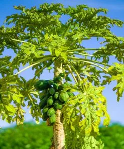 Brighter Blooms Papaya Tree Fruit Trees