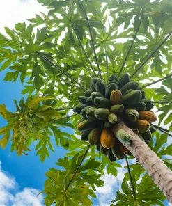 Brighter Blooms Papaya Tree Fruit Trees 10 Brighter Blooms Papaya Tree Fruit Trees