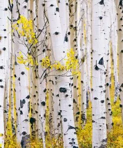 Brighter Blooms White Birch Tree