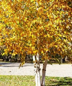 Brighter Blooms White Birch Tree