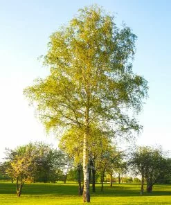 Brighter Blooms White Birch Tree