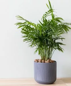 Brighter Blooms Parlor Palm Tree Palm Trees