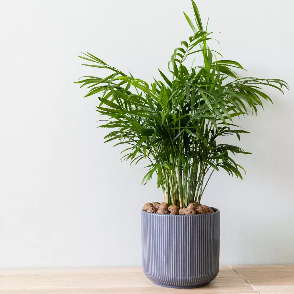 Brighter Blooms Parlor Palm Tree Palm Trees 2 Brighter Blooms Parlor Palm Tree Palm Trees