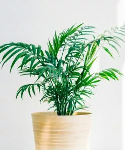 Brighter Blooms Parlor Palm Tree Palm Trees 6 Brighter Blooms Parlor Palm Tree Palm Trees