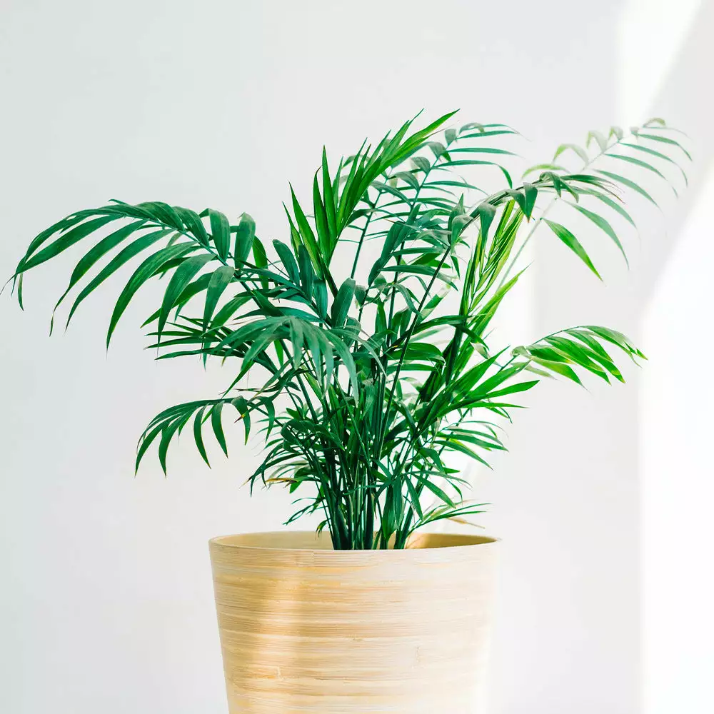 Brighter Blooms Parlor Palm Tree Palm Trees 3 Brighter Blooms Parlor Palm Tree Palm Trees