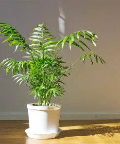 Brighter Blooms Parlor Palm Tree Palm Trees 7 Brighter Blooms Parlor Palm Tree Palm Trees