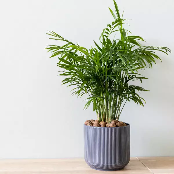 Brighter Blooms Parlor Palm Tree Palm Trees 1 Brighter Blooms Parlor Palm Tree Palm Trees