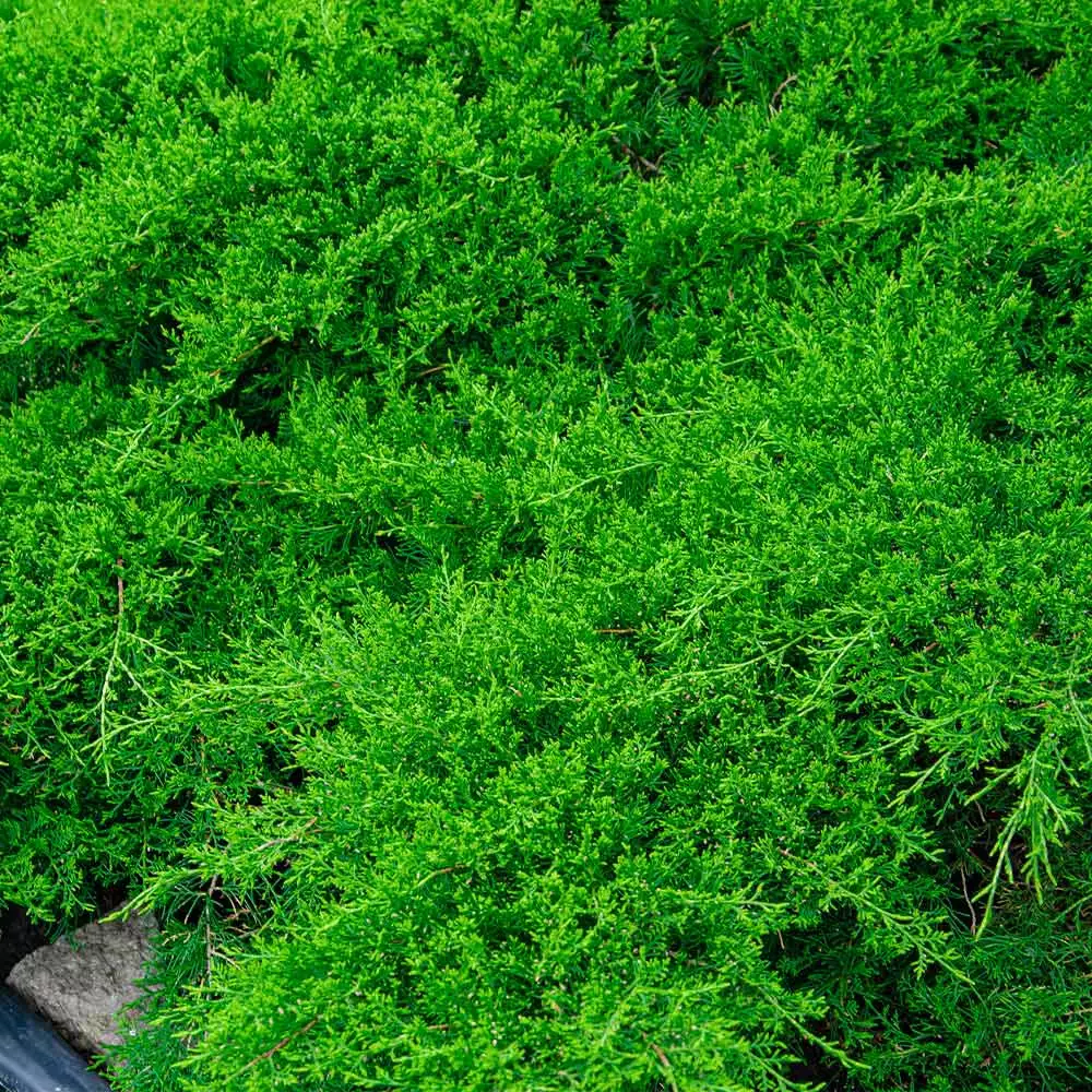 Brighter Blooms Parson’s Juniper Juniper Trees 3 Brighter Blooms Parson’s Juniper Juniper Trees