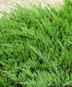 Brighter Blooms Parson’s Juniper Juniper Trees