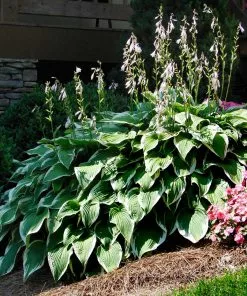 Brighter Blooms Patriot Hosta 7 Brighter Blooms Patriot Hosta