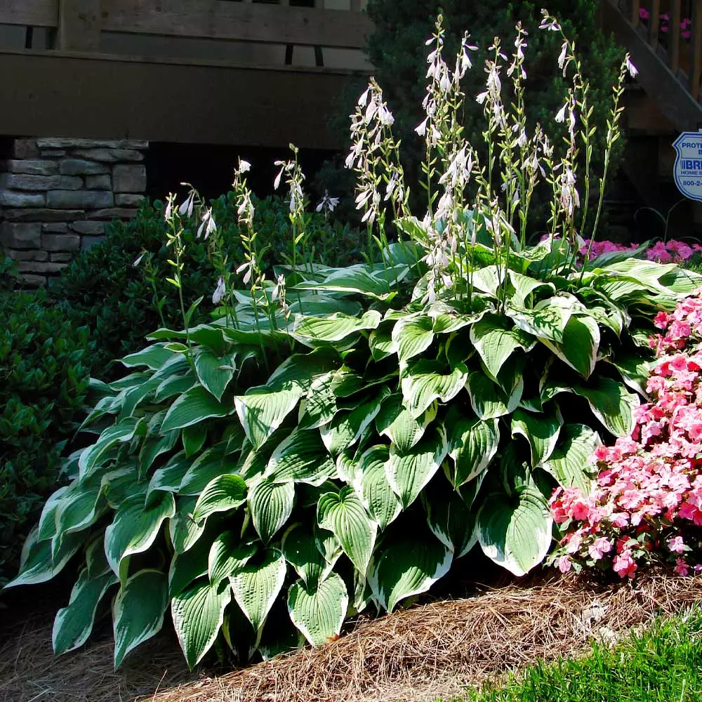 Brighter Blooms Patriot Hosta 4 Brighter Blooms Patriot Hosta