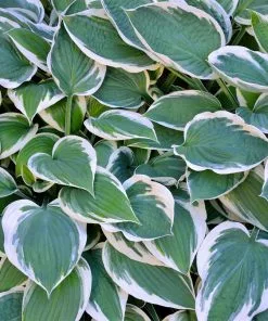 Brighter Blooms Patriot Hosta