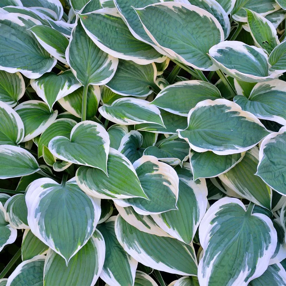 Brighter Blooms Patriot Hosta 2 Brighter Blooms Patriot Hosta