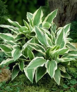 Brighter Blooms Patriot Hosta 6 Brighter Blooms Patriot Hosta