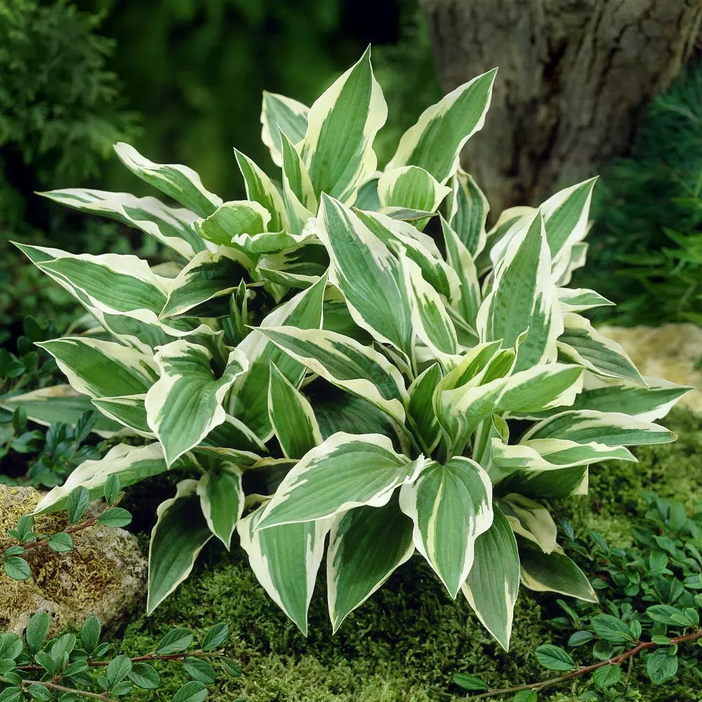 Brighter Blooms Patriot Hosta 3 Brighter Blooms Patriot Hosta
