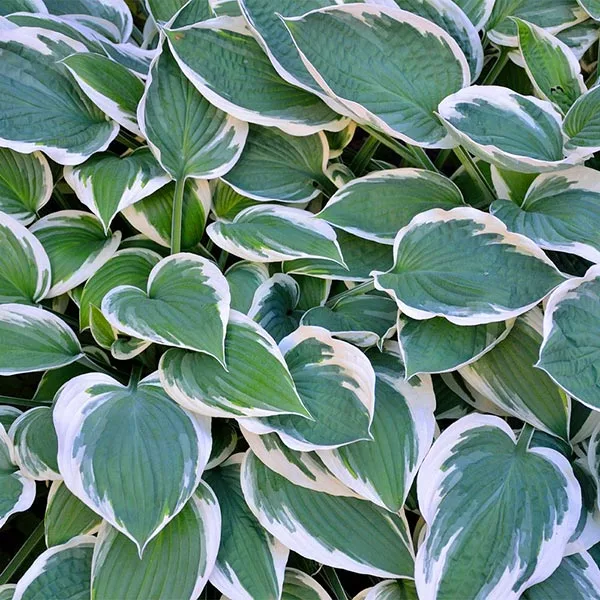 Brighter Blooms Patriot Hosta 1 Brighter Blooms Patriot Hosta