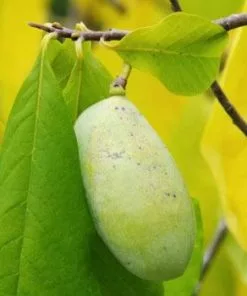 Brighter Blooms Paw Paw Tree SHOP ALL