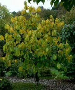 Brighter Blooms Paw Paw Tree SHOP ALL 5 Brighter Blooms Paw Paw Tree SHOP ALL