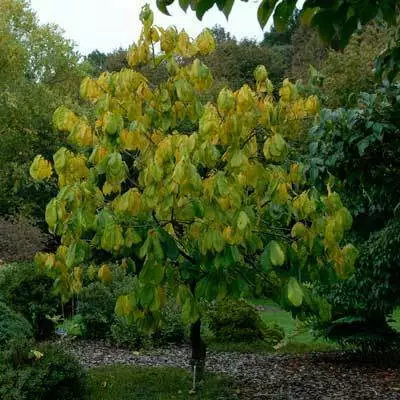 Brighter Blooms Paw Paw Tree SHOP ALL 3 Brighter Blooms Paw Paw Tree SHOP ALL