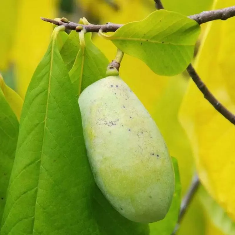 Brighter Blooms Paw Paw Tree SHOP ALL 2 Brighter Blooms Paw Paw Tree SHOP ALL