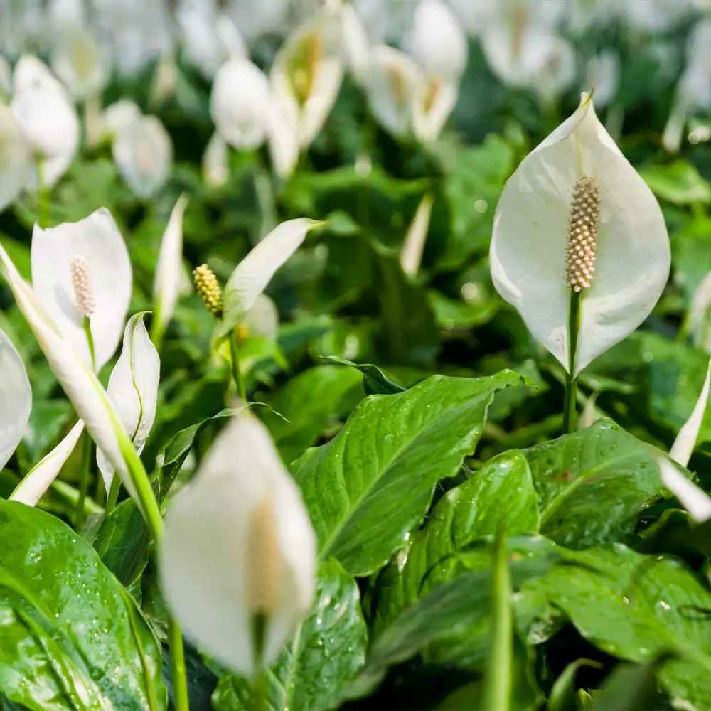 Brighter Blooms SHOP ALL Peace Lily 5 Brighter Blooms SHOP ALL Peace Lily