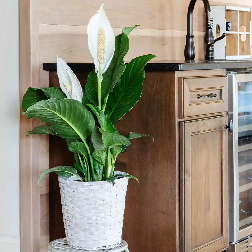 Brighter Blooms SHOP ALL Peace Lily 3 Brighter Blooms SHOP ALL Peace Lily