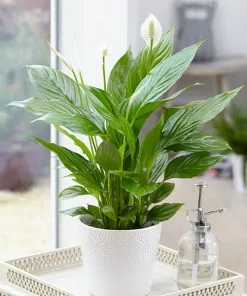 Brighter Blooms SHOP ALL Peace Lily